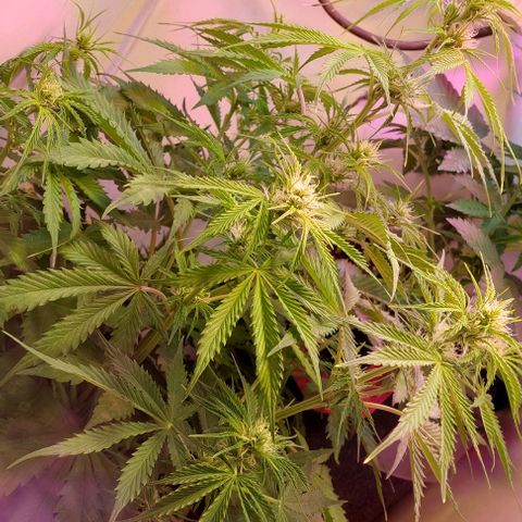Jack herer growlog timeline photo