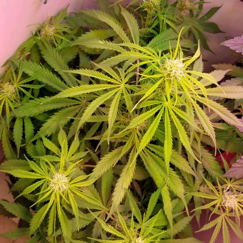 Jack herer growlog timeline photo