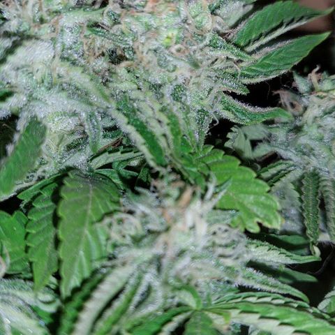 PURPLE DIESEL 2 growlog timeline photo