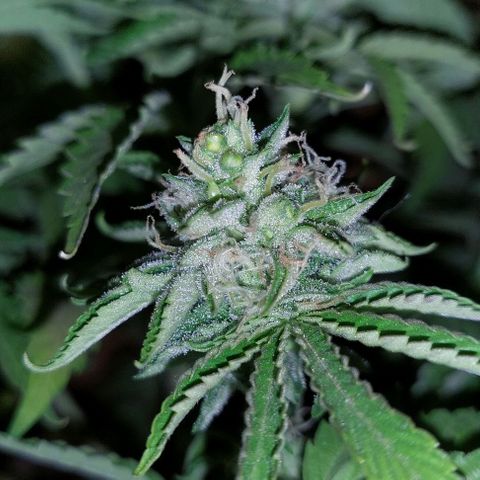 PURPLE DIESEL 2 growlog timeline photo