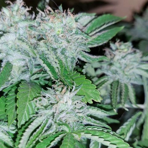 PURPLE DIESEL 2 growlog timeline photo