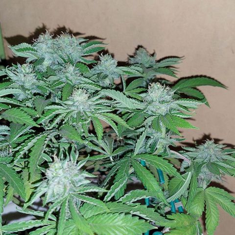 PURPLE DIESEL 2 growlog timeline photo