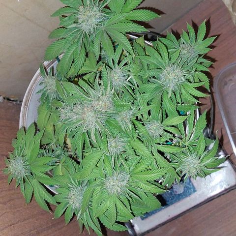 PURPLE DIESEL 2 growlog timeline photo