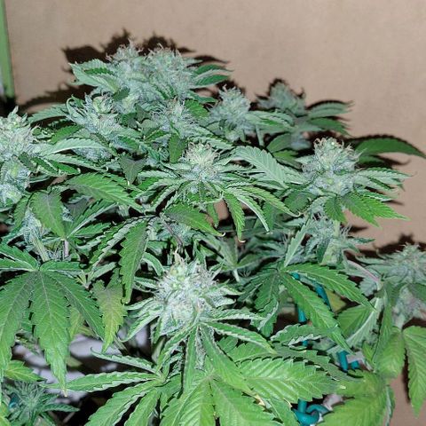 PURPLE DIESEL 2 growlog timeline photo