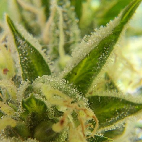 PURPLE DIESEL 2 growlog timeline photo