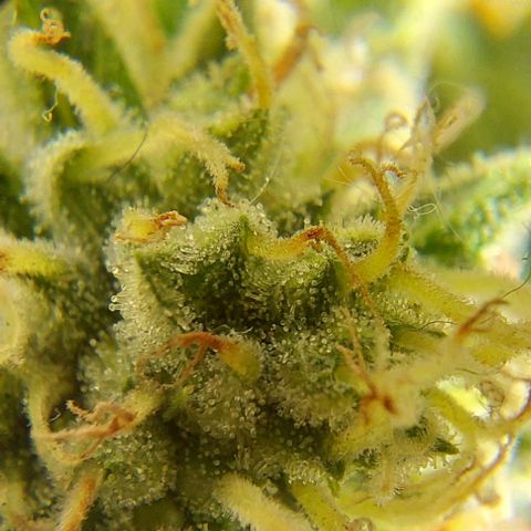 PURPLE DIESEL 2 growlog timeline photo
