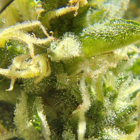 PURPLE DIESEL 2 growlog timeline photo