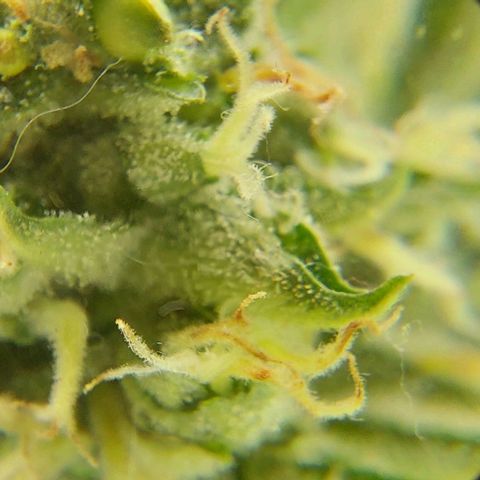 PURPLE DIESEL 2 growlog timeline photo