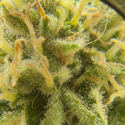 PURPLE DIESEL 2 growlog timeline photo