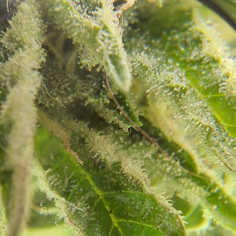 PURPLE DIESEL 2 growlog timeline photo