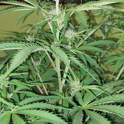 Jack herer growlog timeline photo