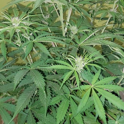 Jack herer growlog timeline photo