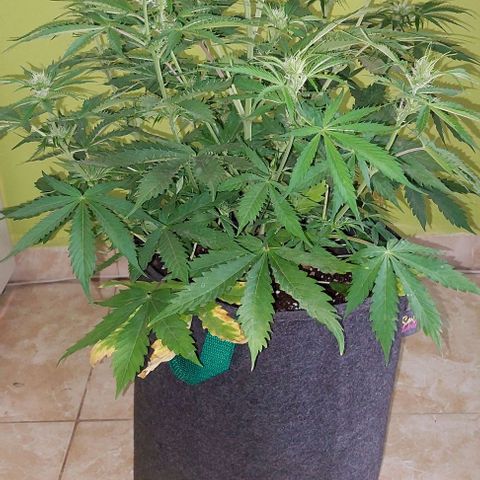 Jack herer growlog timeline photo