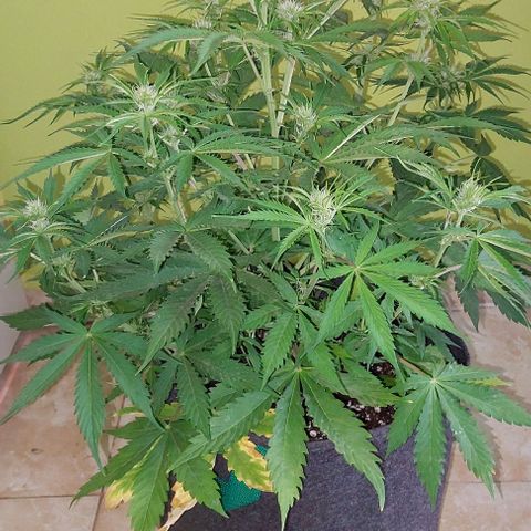 Jack herer growlog timeline photo