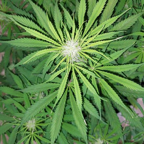 Jack herer growlog timeline photo