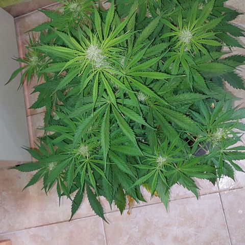 Jack herer growlog timeline photo