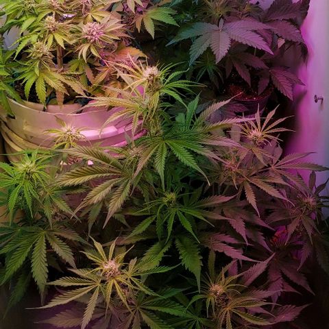 Jack herer growlog timeline photo