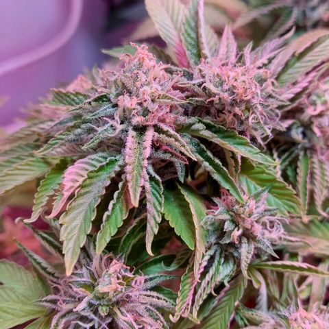 PURPLE DIESEL 2 growlog timeline photo
