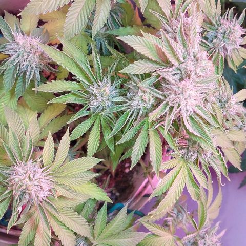 PURPLE DIESEL 2 growlog timeline photo