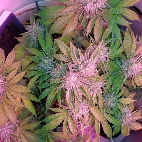 PURPLE DIESEL 2 growlog timeline photo