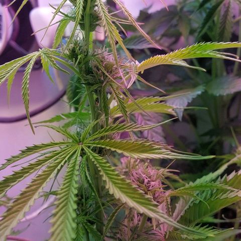 Jack herer growlog timeline photo