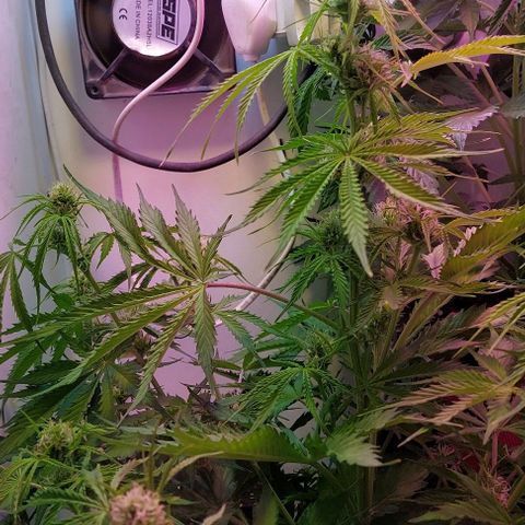 Jack herer growlog timeline photo
