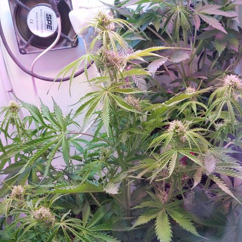 Jack herer growlog timeline photo