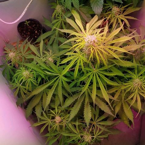 Jack herer growlog timeline photo