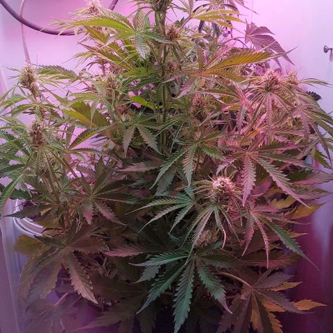 Jack herer growlog timeline photo