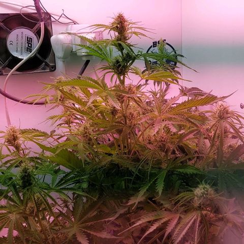 Jack herer growlog timeline photo