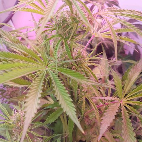 Jack herer growlog timeline photo