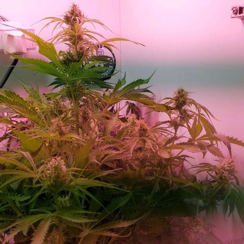 Jack herer growlog timeline photo