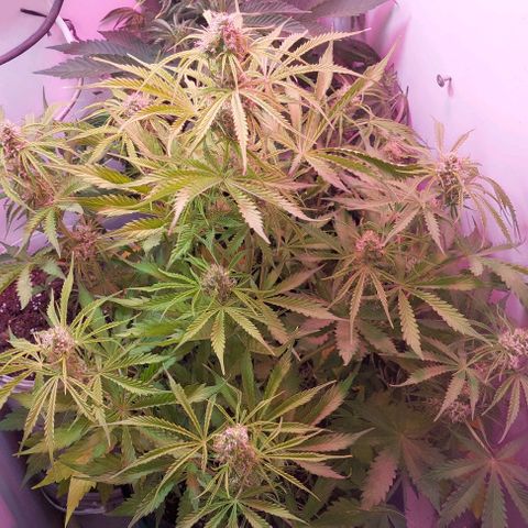 Jack herer growlog timeline photo