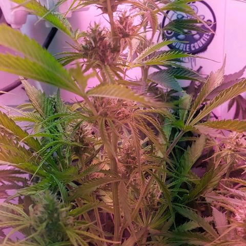 Jack herer growlog timeline photo