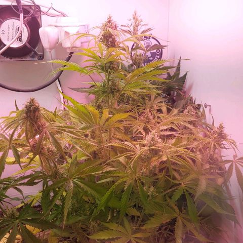 Jack herer growlog timeline photo