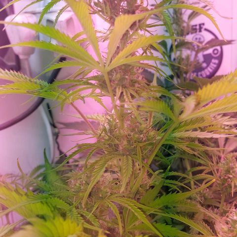Jack herer growlog timeline photo