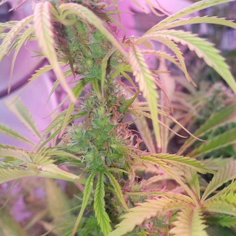 Jack herer growlog timeline photo
