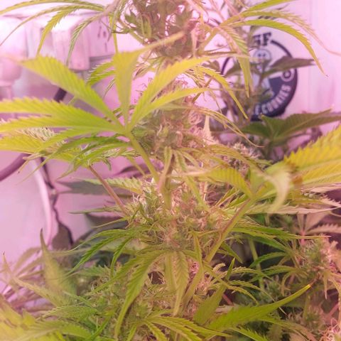 Jack herer growlog timeline photo