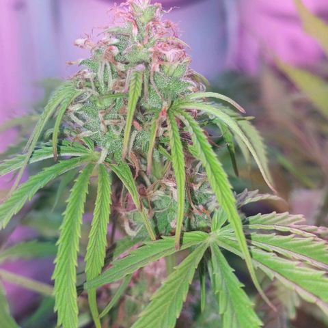 Jack herer growlog timeline photo