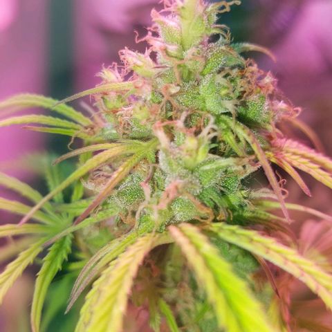 Jack herer growlog timeline photo