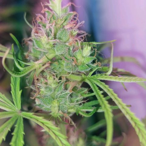 Jack herer growlog photo: Cogollos aireados, poca resina, y algunas malformaciones en hojas de azúcar, probablemente carencia magnesio y manganeso por bloqueo,  con frío en el ambiente.