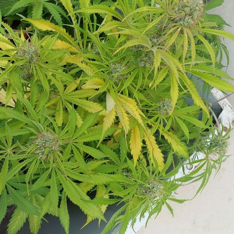 Jack herer growlog timeline photo