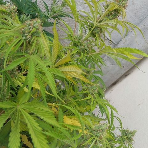 Jack herer growlog timeline photo