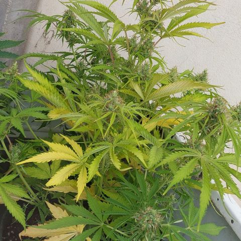 Jack herer growlog timeline photo