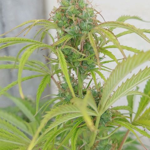 Jack herer growlog timeline photo