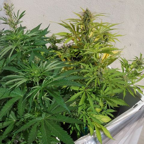 Jack herer growlog timeline photo