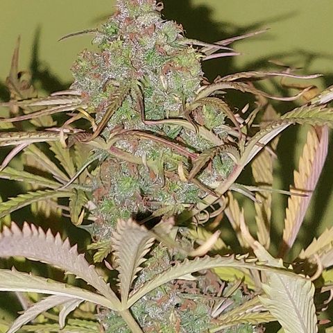 Jack herer growlog timeline photo