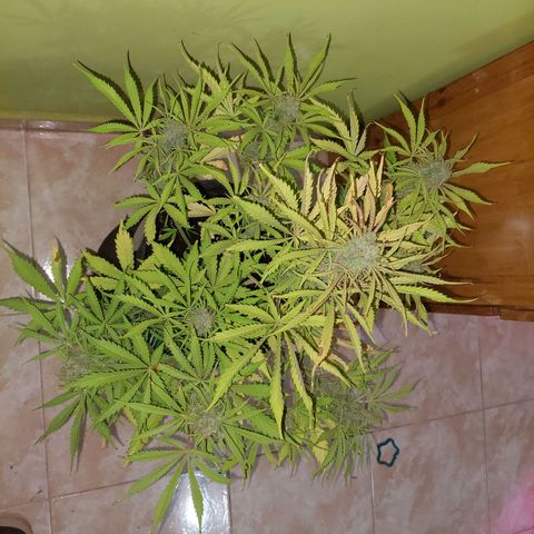 Jack herer growlog timeline photo