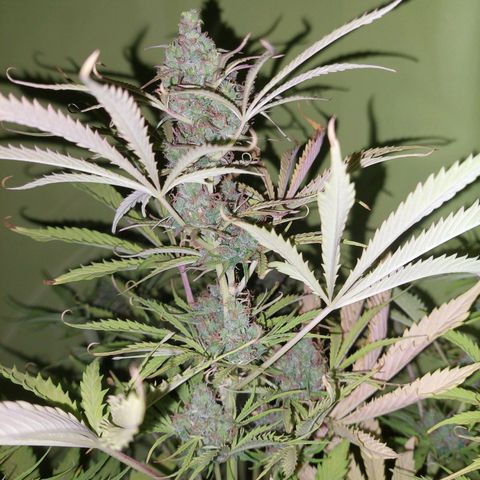 Jack herer growlog timeline photo