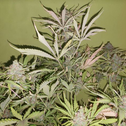 Jack herer growlog timeline photo